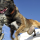 Image for article titled 26 Awesome Photos of War Dogs Showing How Badass and Cute They Can Be